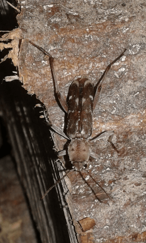 Xylotrechus stebbingi (Cerambycidae)? S.